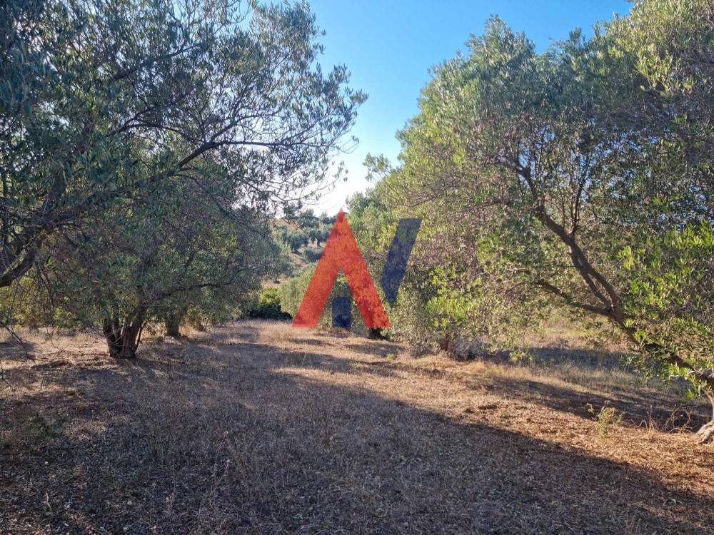 Πωλείται Αγροτεμάχιο 4.500τμ Αγία Παρασκευή Χαλκιδική