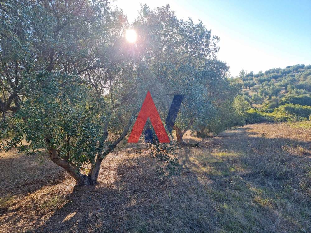 Plot of land 4,500 sq m for sale, Agia Paraskevi, Halkidiki 