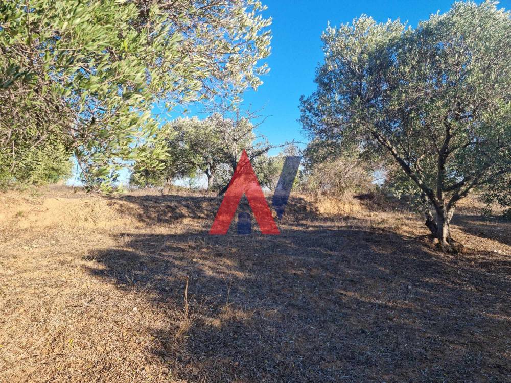 Πωλείται Αγροτεμάχιο 4.500τμ Αγία Παρασκευή Χαλκιδική