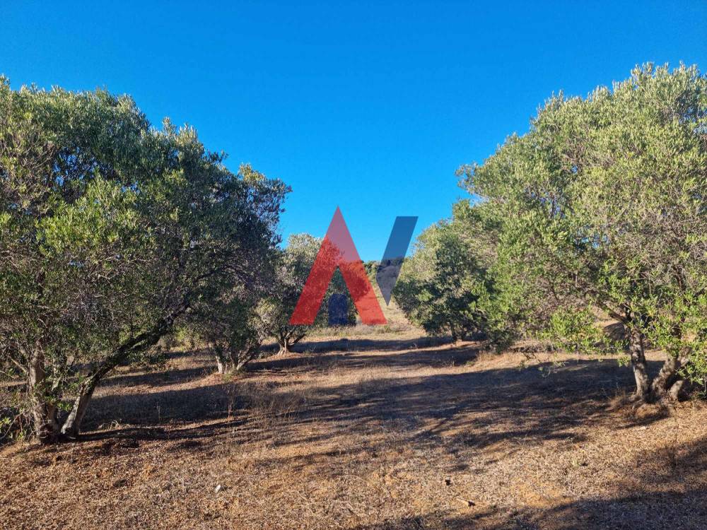 Πωλείται Αγροτεμάχιο 4.500τμ Αγία Παρασκευή Χαλκιδική