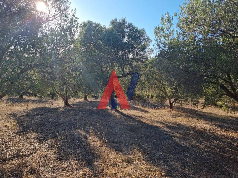 Πωλείται Αγροτεμάχιο 4.500τμ Αγία Παρασκευή Χαλκιδική