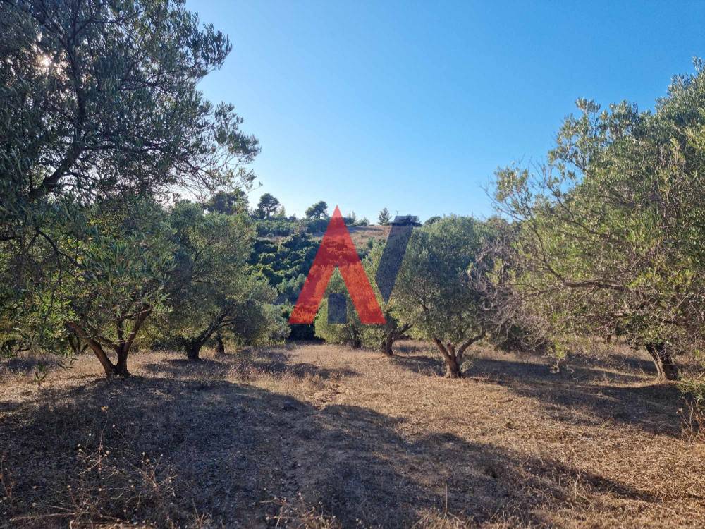 Πωλείται Αγροτεμάχιο 4.500τμ Αγία Παρασκευή Χαλκιδική