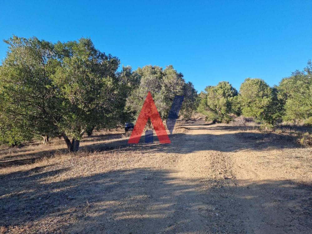 Πωλείται Αγροτεμάχιο 4.500τμ Αγία Παρασκευή Χαλκιδική