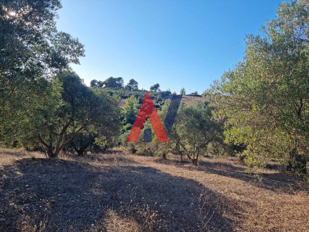 Πωλείται Αγροτεμάχιο 4.500τμ Αγία Παρασκευή Χαλκιδική