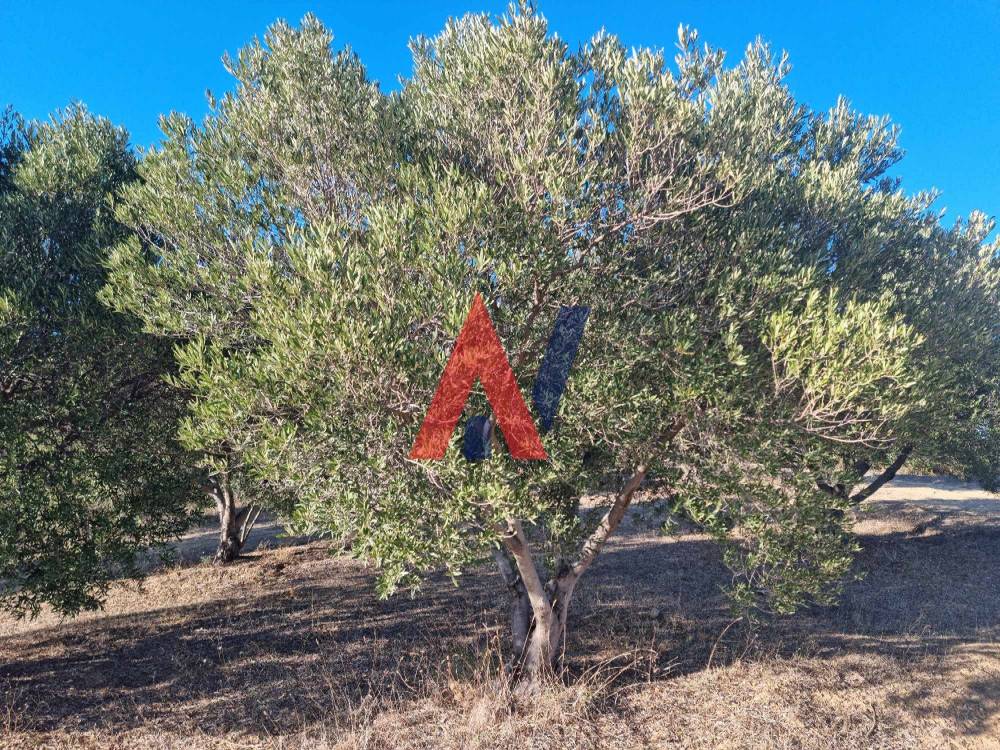 Πωλείται Αγροτεμάχιο 4.500τμ Αγία Παρασκευή Χαλκιδική